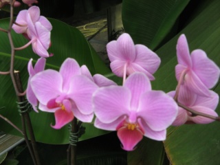 Orchidee Foto Brandt
