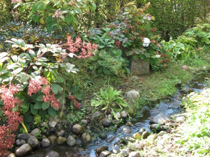 Stauden Junge Blütenblatt Hameln