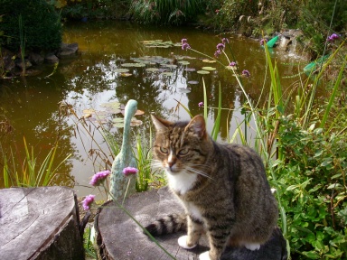 Katze am Teich Foto Brandt